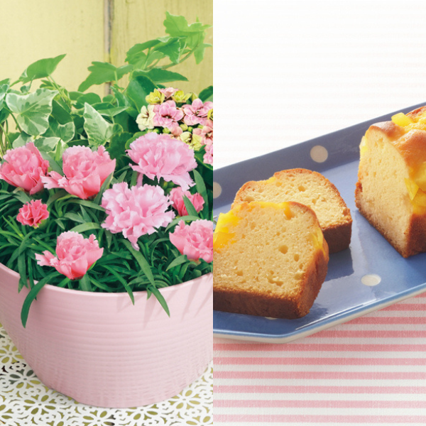 アサミグリーンプランツ カーネーションの寄せ植え（SUSTEE付）＋東京堂 芋パウンドケーキ【母の日】 商品サムネイル